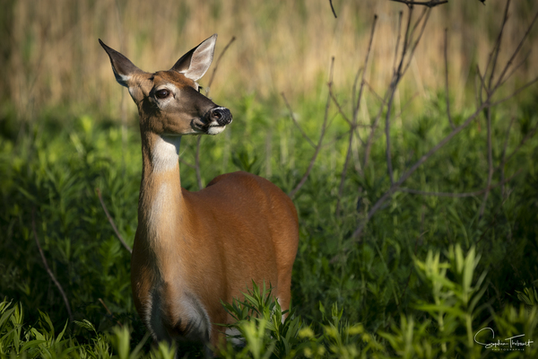 Cerf du petit matin  Print