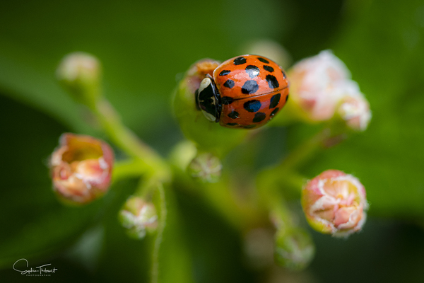 Coccinelle asiatique