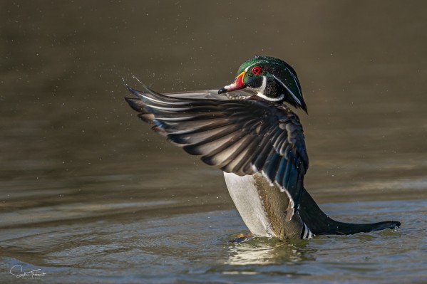 Canard branchu