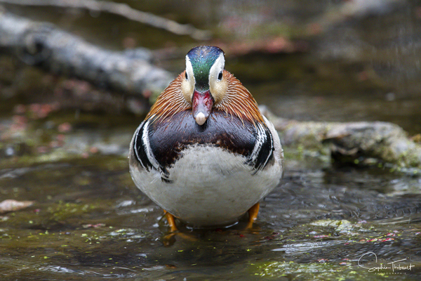 Le mandarin