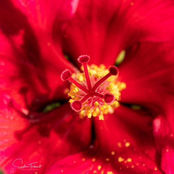 Pistil et pollen Print