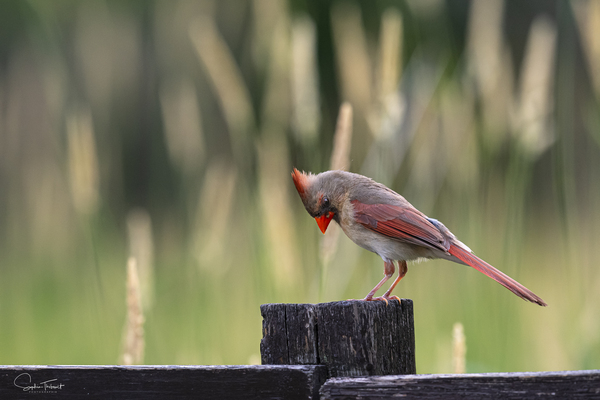 Cardinal curieux  Print