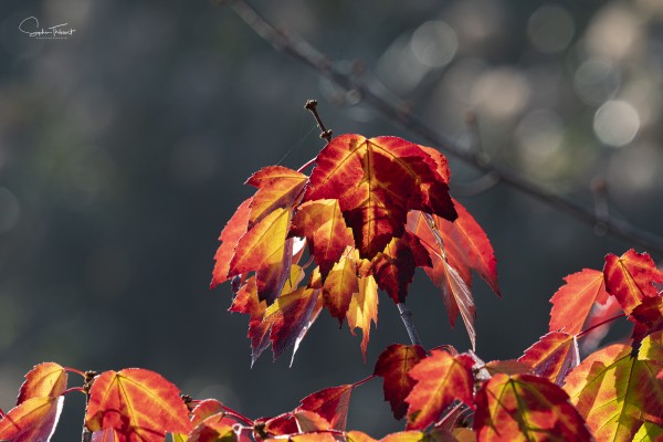 Rouge feu  Print