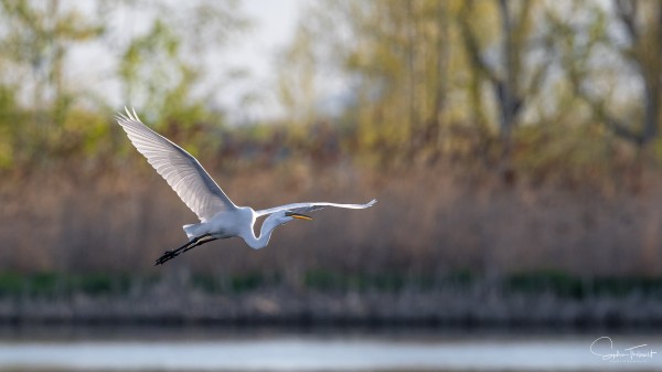 Vol de la grande aigrette 