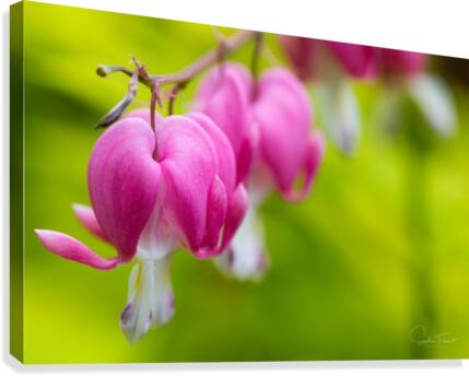 Clochettes Canvas Print