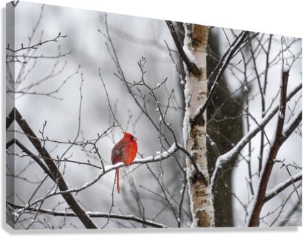 Une tache rouge  Canvas Print