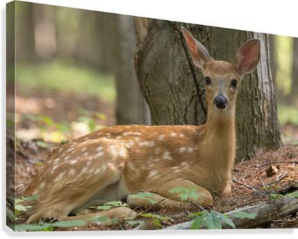 Abandon  Canvas Print