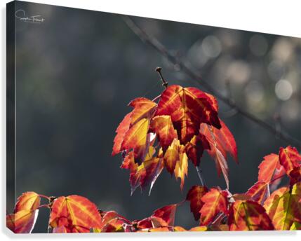 Rouge feu  Canvas Print