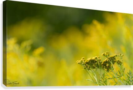 Jaune  Canvas Print