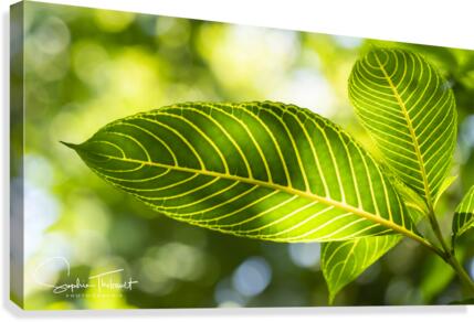 Vert vert  Canvas Print