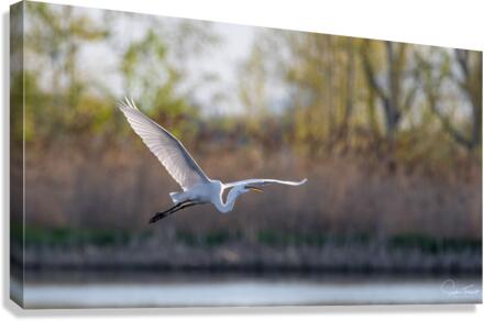 Vol de la grande aigrette   Canvas Print