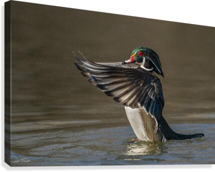 Canard branchu  Canvas Print