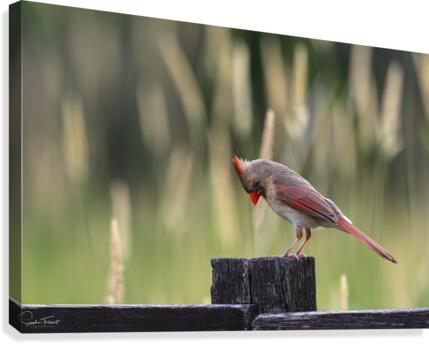 Cardinal curieux  Canvas Print