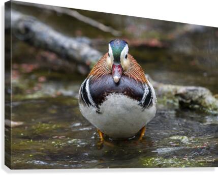 Le mandarin  Canvas Print