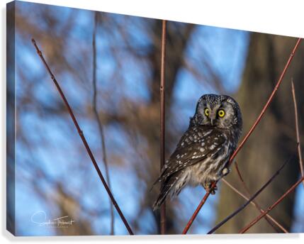 Nyctale de Tengmalm   Canvas Print