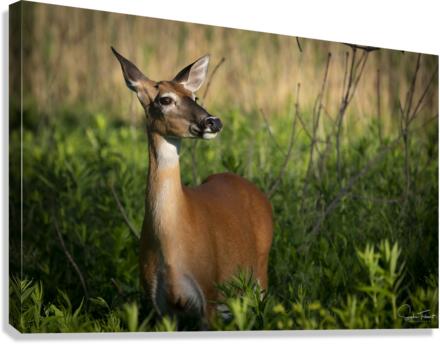 Cerf du petit matin  Canvas Print