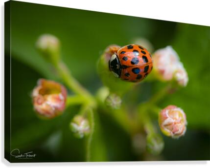 Coccinelle asiatique  Canvas Print