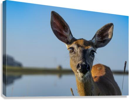 Doux yeux de biche  Canvas Print