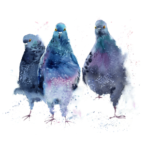 Pigeon Gang
