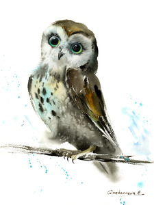 Owl on a branch