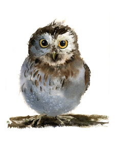 Watercolor owl