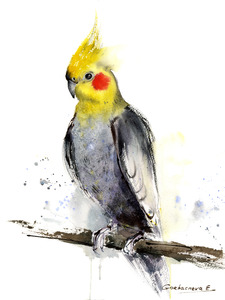 Cockatiel 