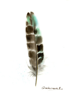 Owl feather