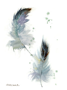 Gray feathers
