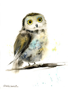 Little owl on a branch