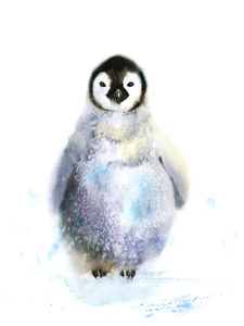 Baby penguin