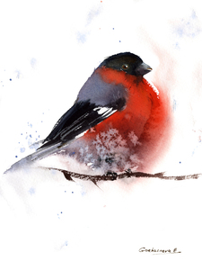 Bullfinch Bird