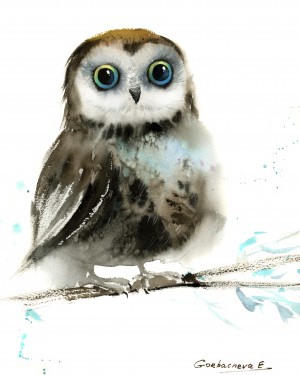 Little owl on a branch 4