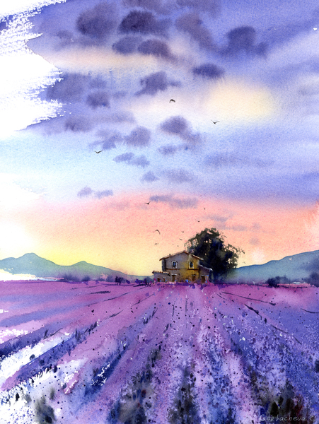 Lavender field  Print