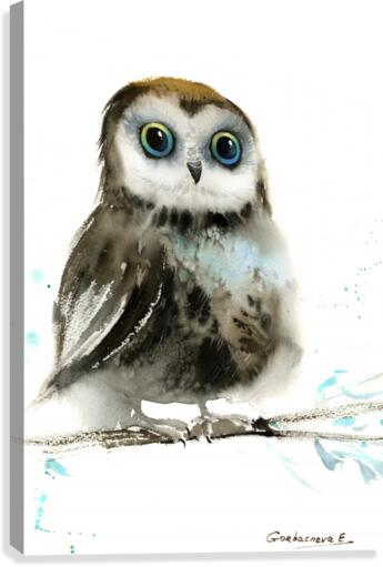 Little owl on a branch 4  Canvas Print