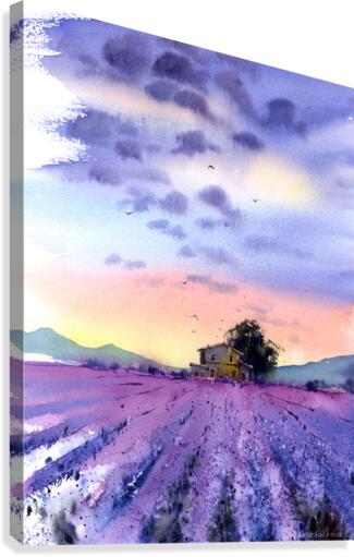Lavender field  Canvas Print