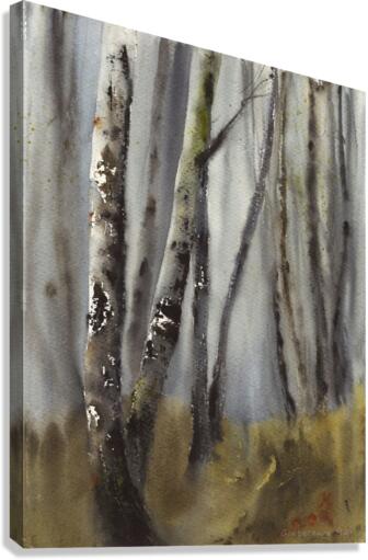 Birch Grove Canvas Print