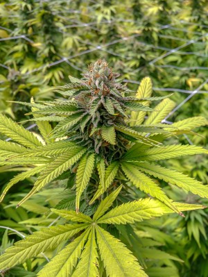 Garden of Eden 