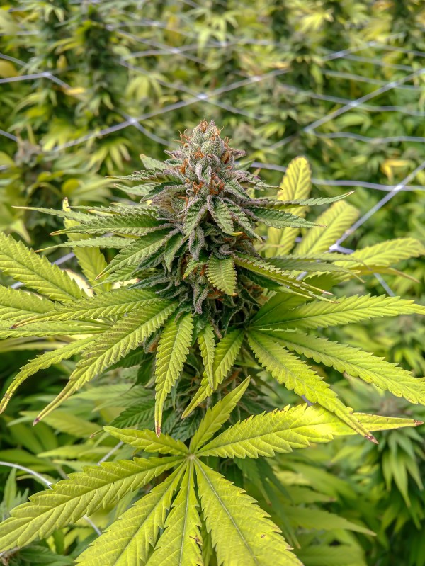 Garden of Eden  by Cannabis