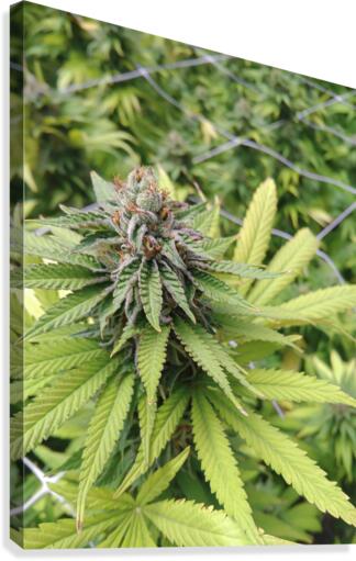 Cannabis  Canvas Print
