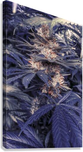Legalize  Canvas Print