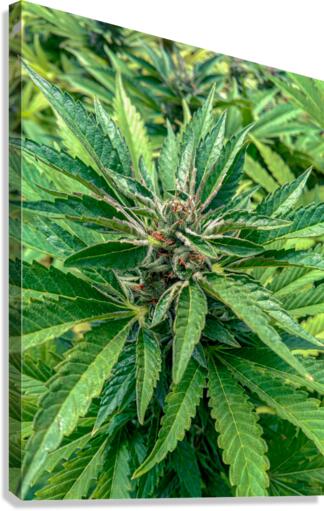 Cannabista  2 Canvas Print