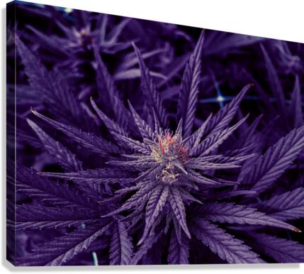 Untitled 20 Canvas Print