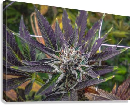 Sunset 420 Canvas Print