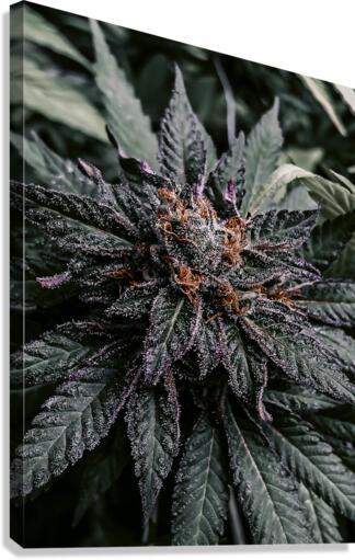 Too Stoned  Canvas Print