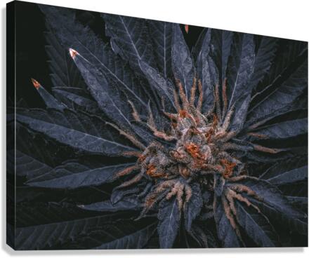 420  Canvas Print
