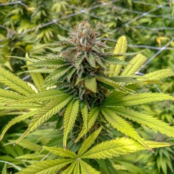 Garden of Eden 