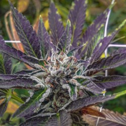 Sunset 420