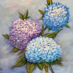 Hydrangea