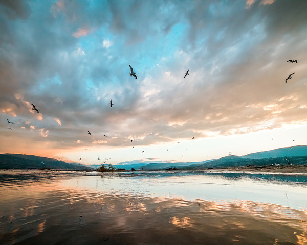 Kelowna Beach Birds by Josh Woodman Photography