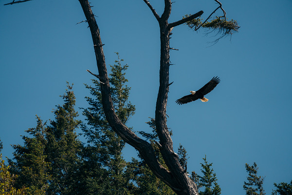 Eagle Flight by Josh Woodman Photography